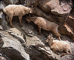 Alpine Ibex kids - Capra ibex2 © John Muddeman